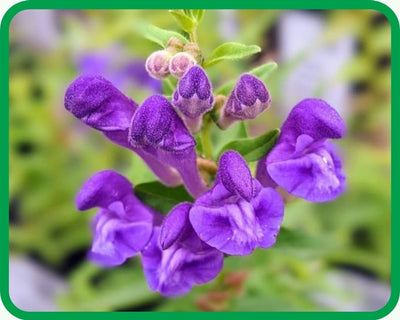 Baikal Skullcap