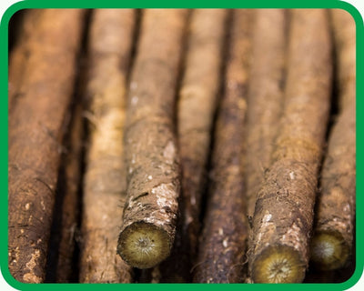 Burdock Root
