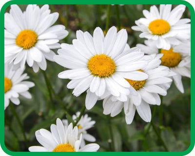 Chamomile
