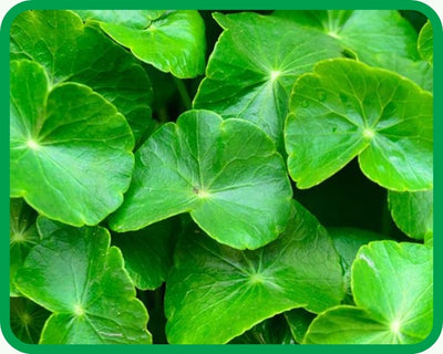 Gotu Kola