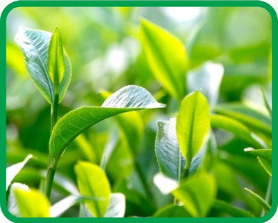 Green Tea