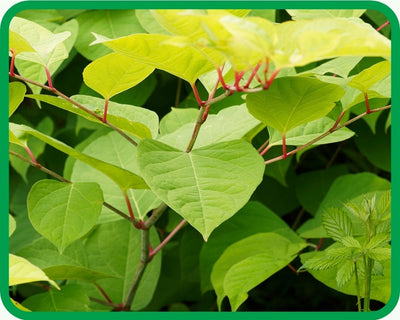 Japanese Knotweed
