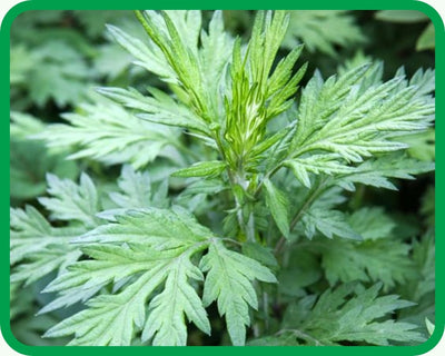 Mugwort