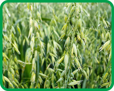 Oat Straw