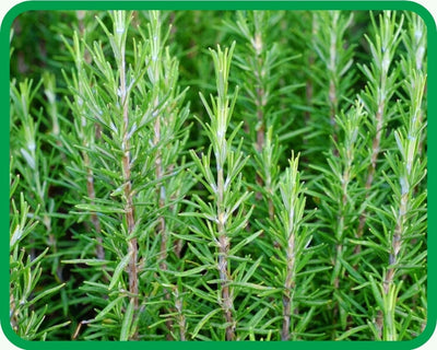 Rosemary