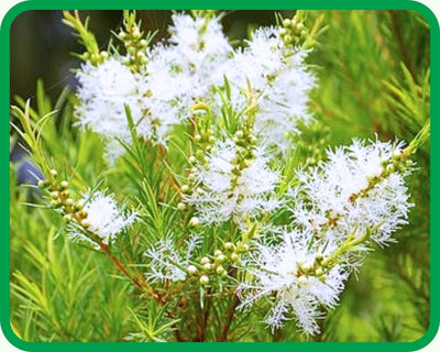 Tea Tree